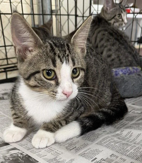 A young medium-sized male Domestic Short Hair cat named Tippy for adoption in Apollo, PA