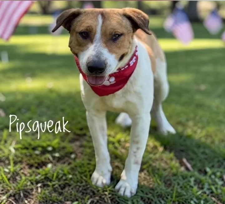 An adult medium-sized male Bicolor Shepherd dog named Pipsqueak for adoption in Columbia, MO
