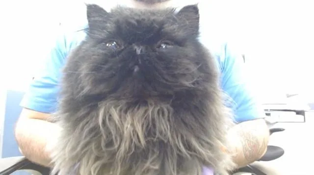 A young small-sized male Persian cat named Orion for adoption in Miami, FL