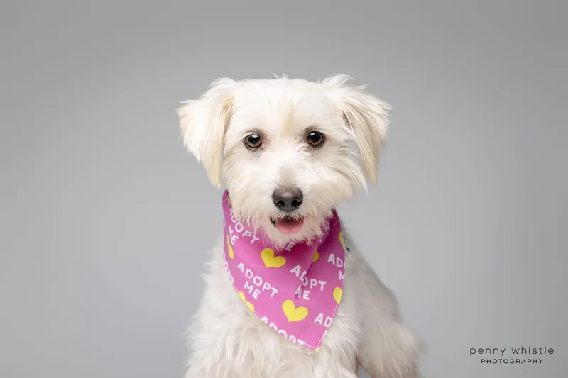 A young small-sized female Schnoodle dog named Cherie for adoption in Coppell, TX