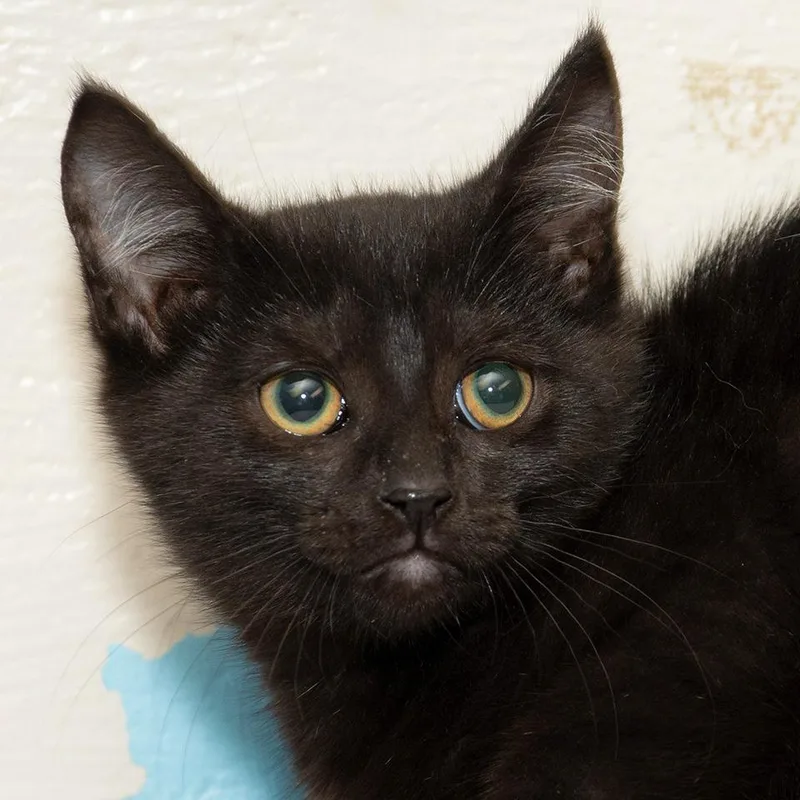 A baby small-sized female Domestic Medium Hair cat named Asuna for adoption in Troy, OH