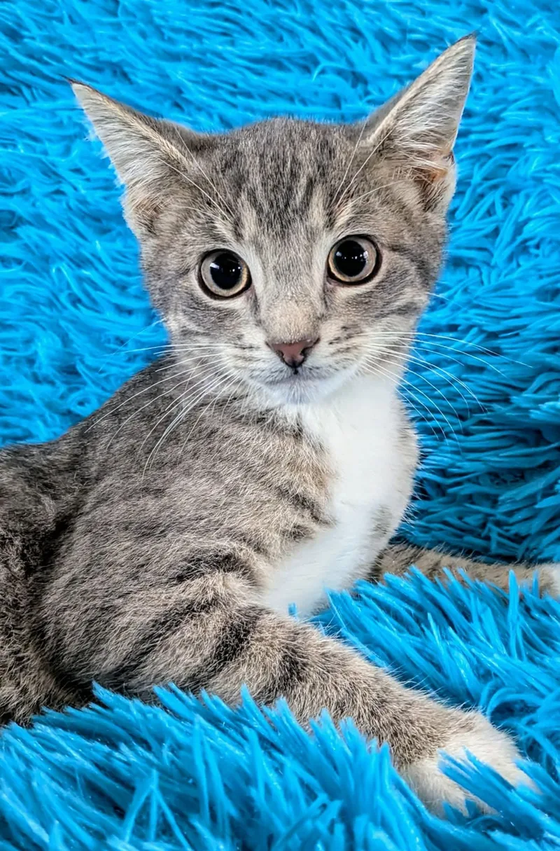 A young medium-sized male Tabby (Gray / Blue / Silver) Domestic Short Hair cat named Ian for adoption in Jacksonville, TX