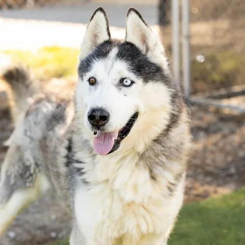 An adult large-sized male Black Siberian Husky dog named Mason for adoption in Pasadena, CA