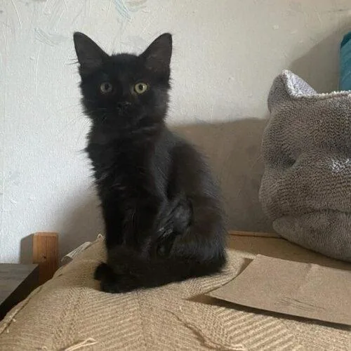 A baby small-sized female Domestic Long Hair cat named Jordan for adoption in Tampa, FL