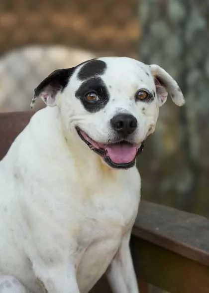 A young small-sized male Mixed Breed dog named Hiccup for adoption in Aiken, SC