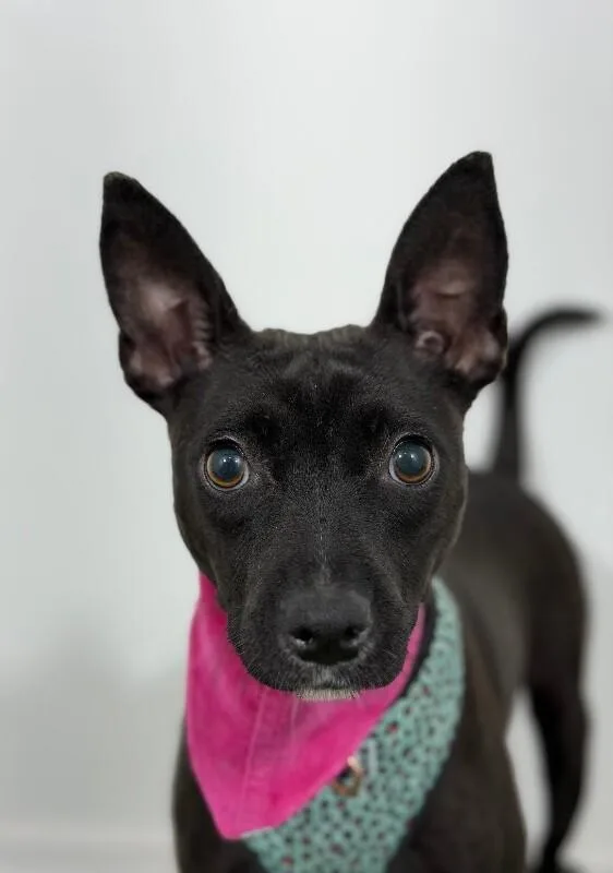 A young small-sized male Black Italian Greyhound dog named Milli for adoption in Carlsbad, CA