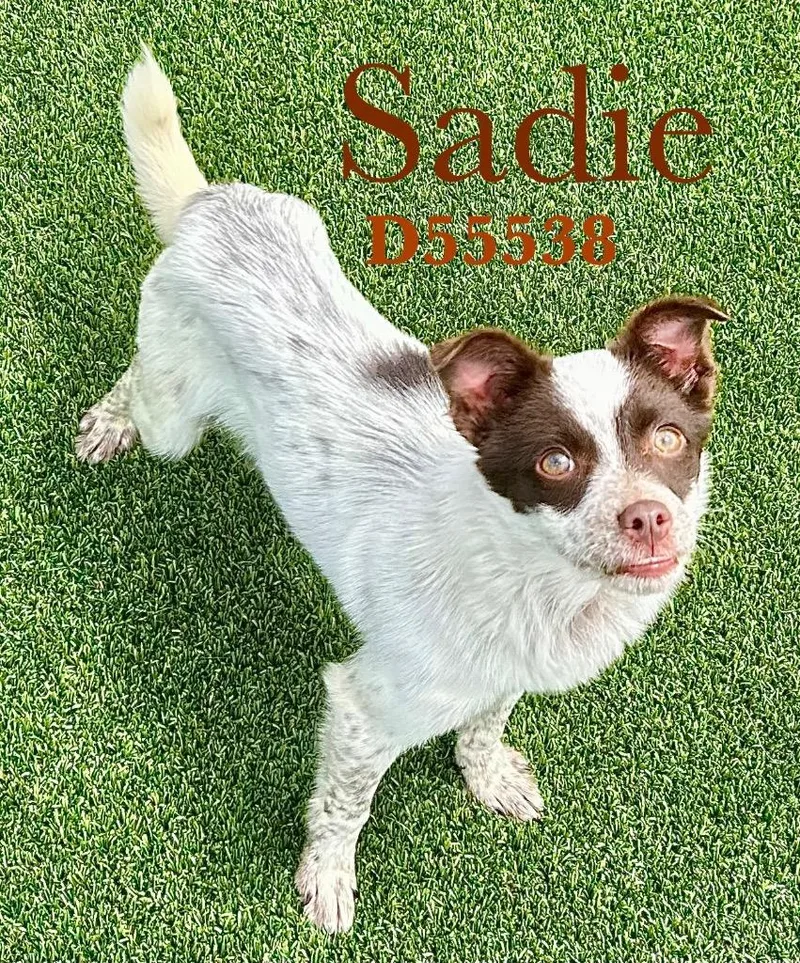 Sadie