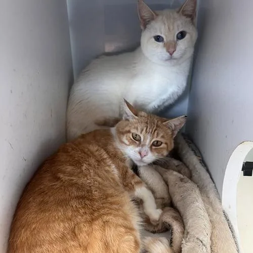 An adult small-sized male Domestic Short Hair cat named Samwise Apply at Central for adoption in Georgetown, KY