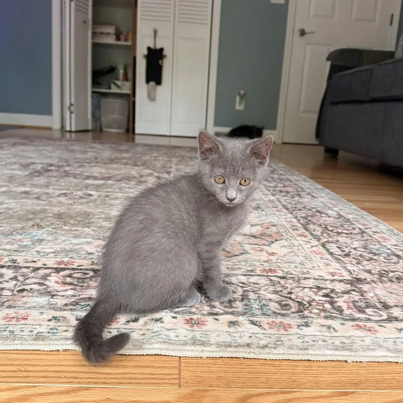 A baby medium-sized female Gray / Blue / Silver Domestic Short Hair cat named Merriweather for adoption in Candler, NC
