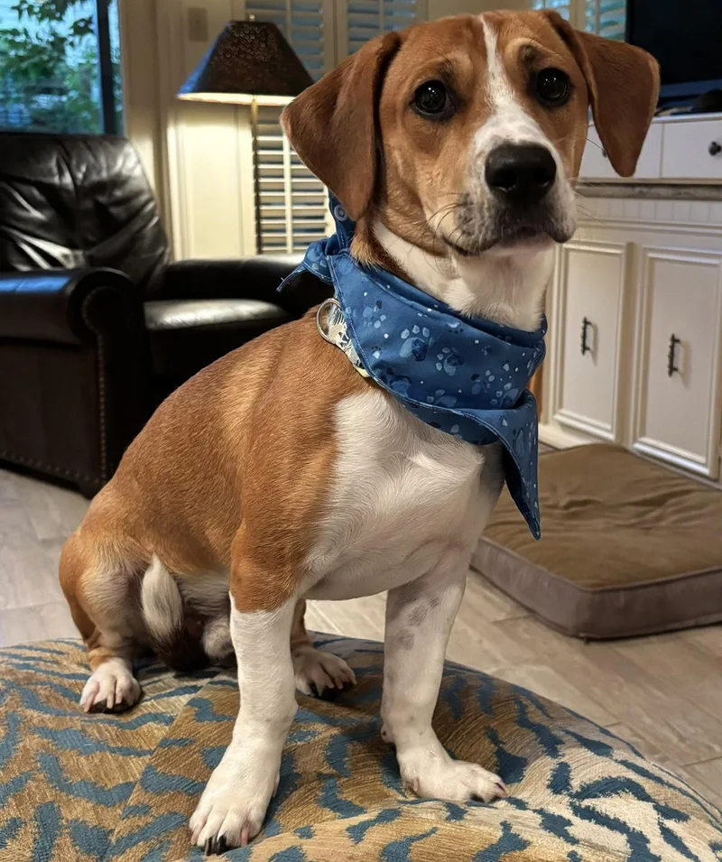 An adult medium-sized male Tricolor (Brown, Black, & White) Beagle dog named Bagel for adoption in Cypress, TX