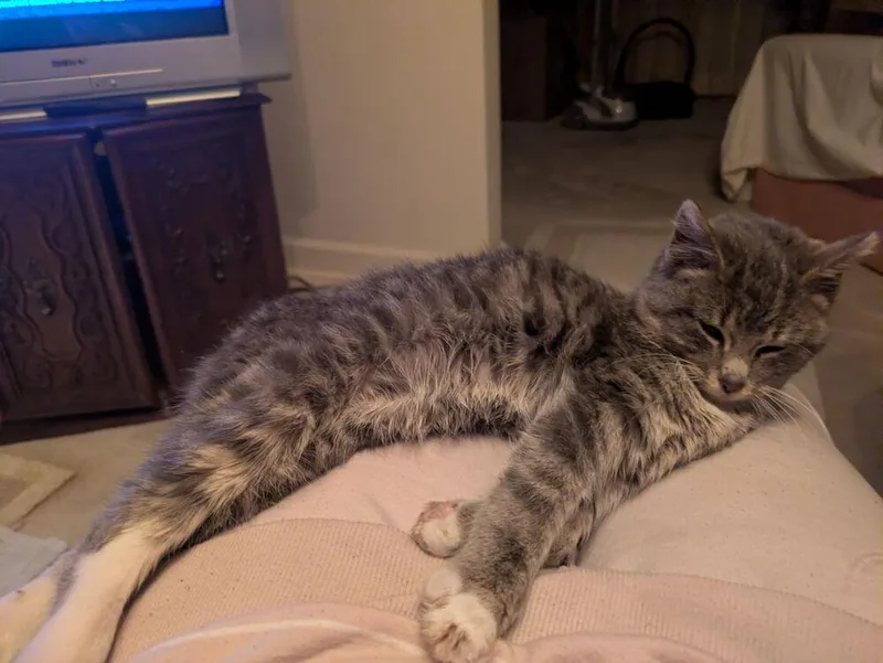 A young medium-sized male Domestic Short Hair cat named Simba for adoption in Ferndale, MI