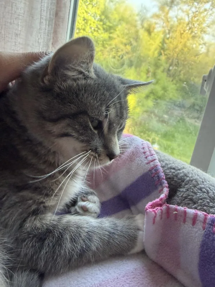 Simba thumbnail 3