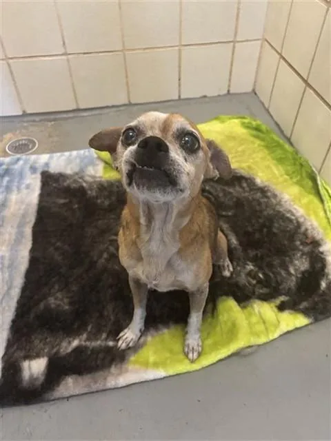 An adult small-sized female Chihuahua dog named Gertie for adoption in Corpus Christi, TX