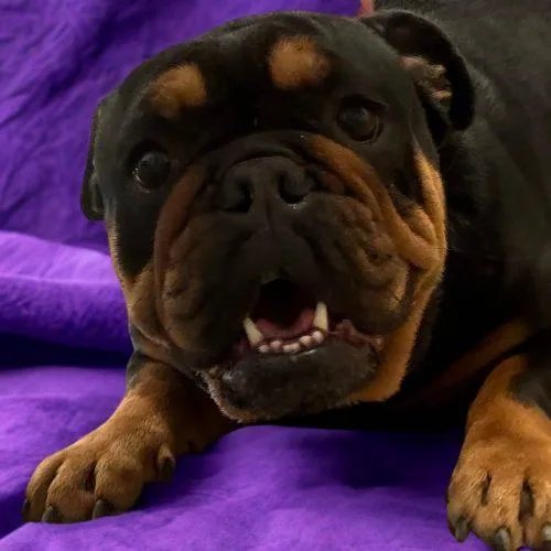 Maggie thumbnail 3