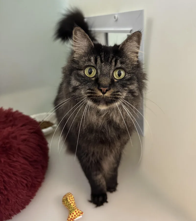 An adult medium-sized female Black Domestic Long Hair cat named Hera for adoption in Anchorage, AK