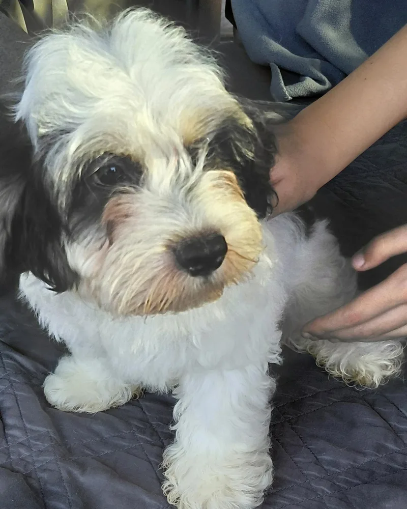 A baby small-sized male Cavapoo dog named Mickey for adoption in Oakland, CA