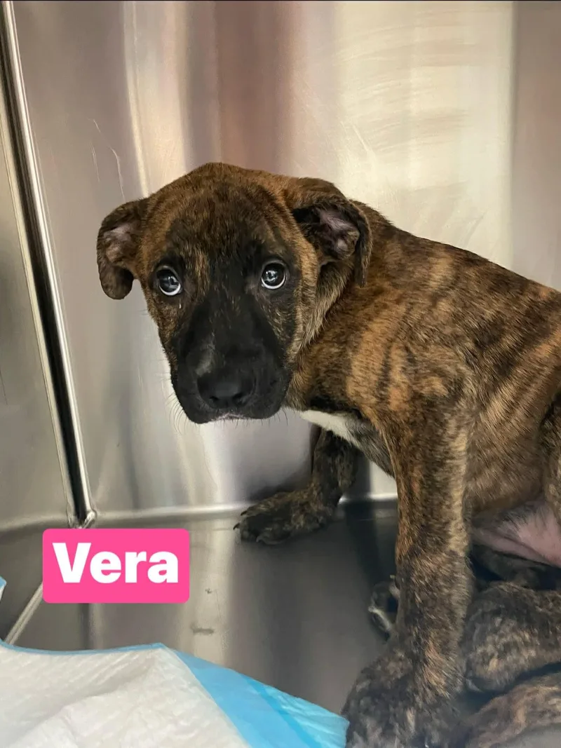 Vera