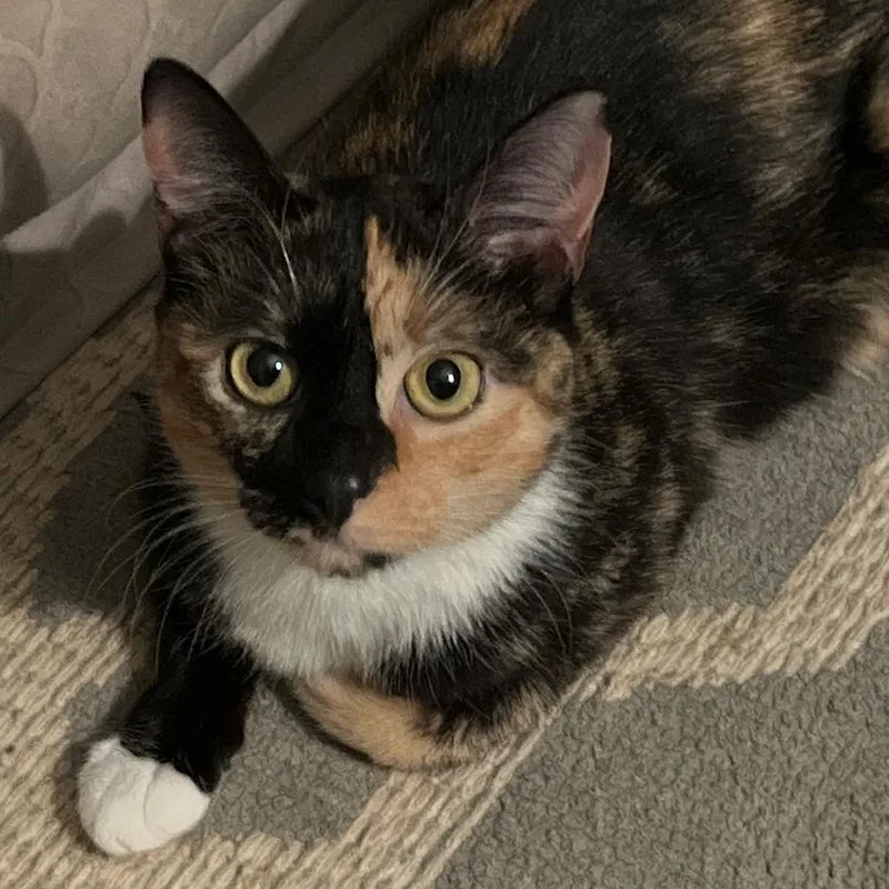 An adult medium-sized female Calico Domestic Short Hair cat named Newt for adoption in Durham, NC