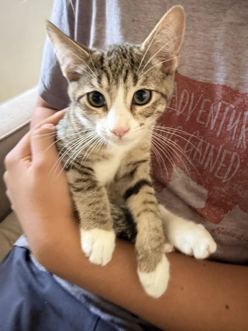 A baby small-sized female Brown / Chocolate Domestic Short Hair cat named Rodri for adoption in La Jolla, CA