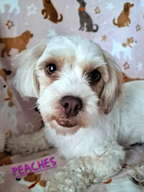 An adult small-sized female White / Cream Shih poo dog named Peaches for adoption in Maitland, FL
