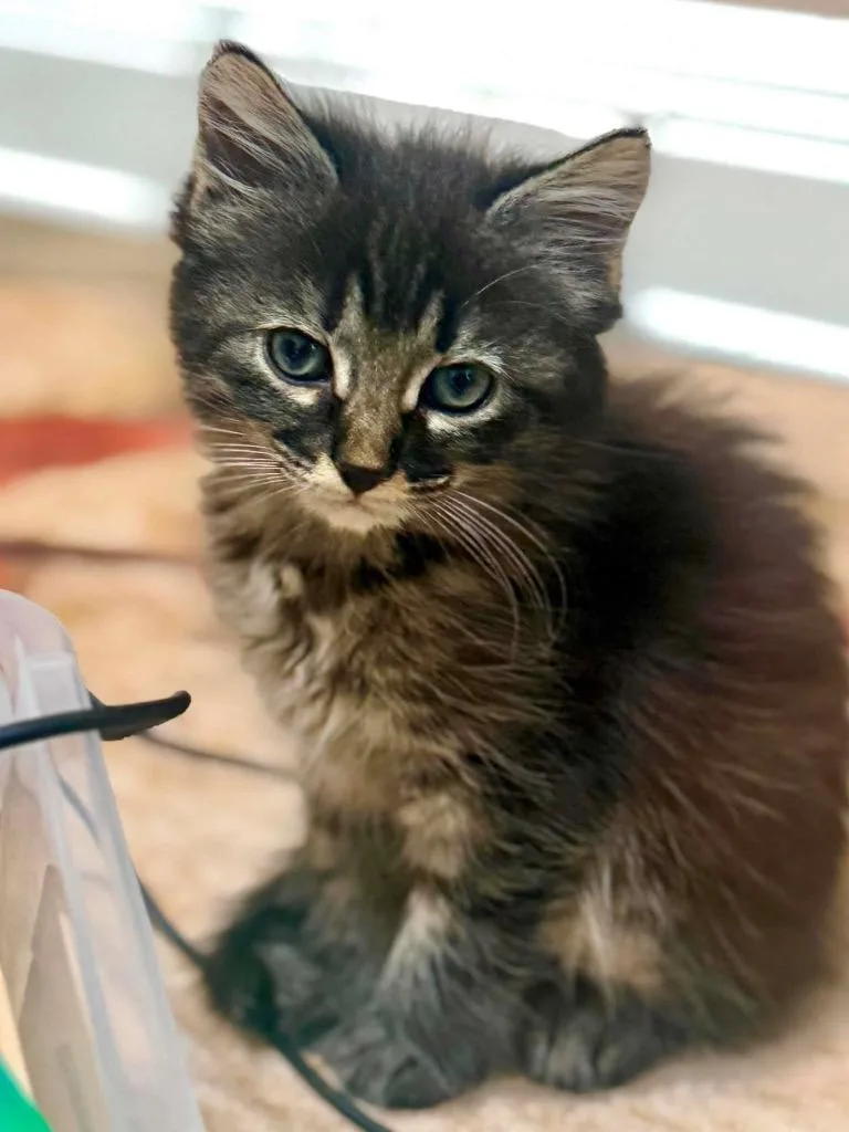 A baby small-sized female Domestic Short Hair cat named Nigiri for adoption in Orlando, FL