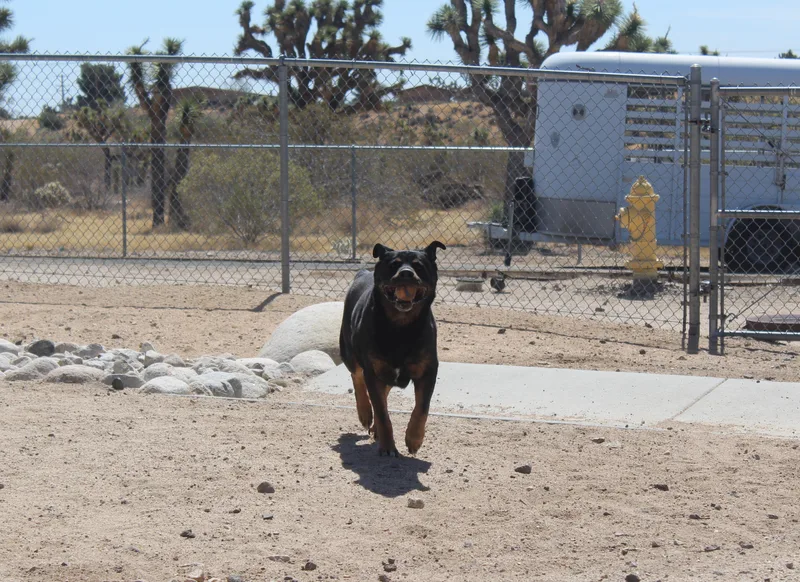 An adult large-sized male Black Rottweiler dog named Biggie Cheese for adoption in Yucca Valley, CA