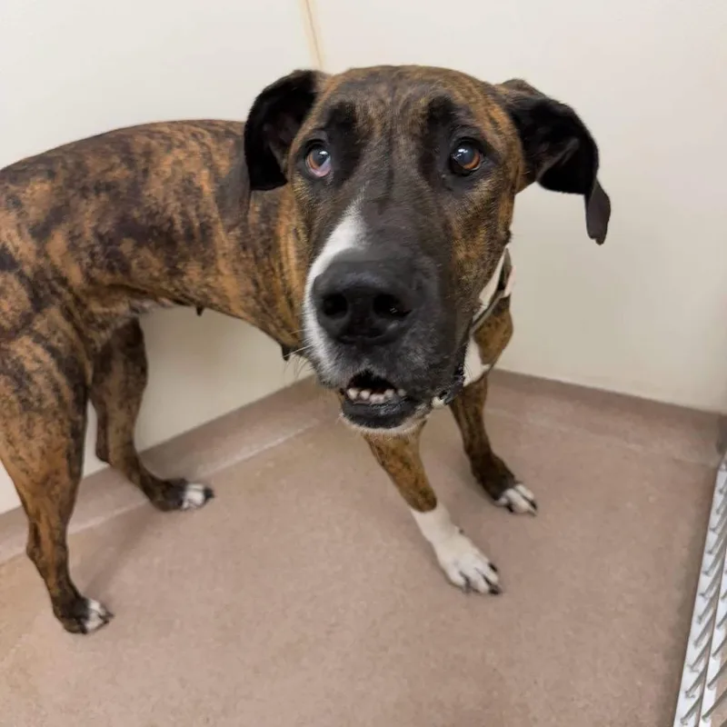 An adult extra large-sized female Brindle Mixed Breed dog named Trixie for adoption in Oshkosh, WI