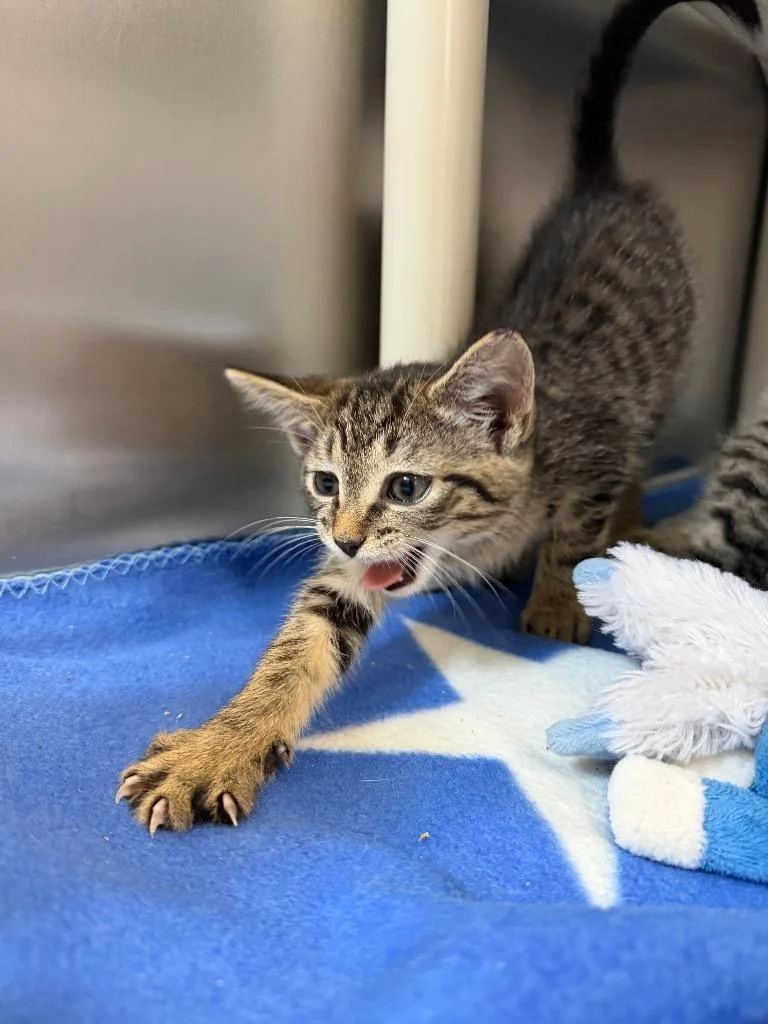 A baby medium-sized female Domestic Short Hair cat named Twinkle for adoption in Pomona, NY