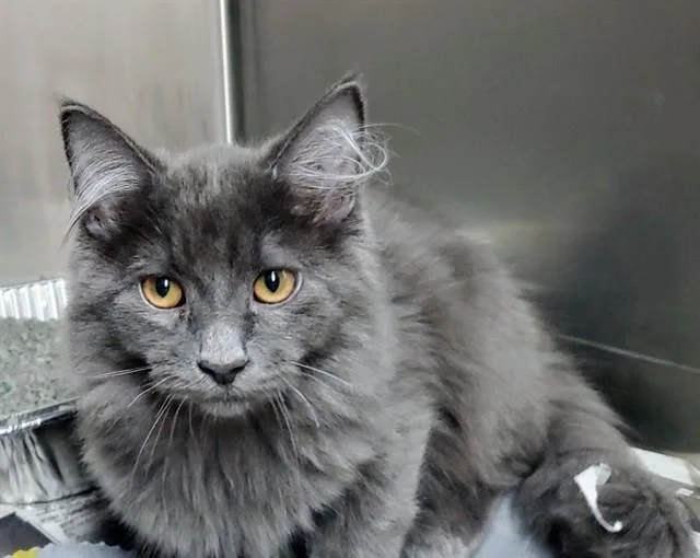 A baby medium-sized male Domestic Short Hair cat named Wasabi for adoption in Aurora, IL