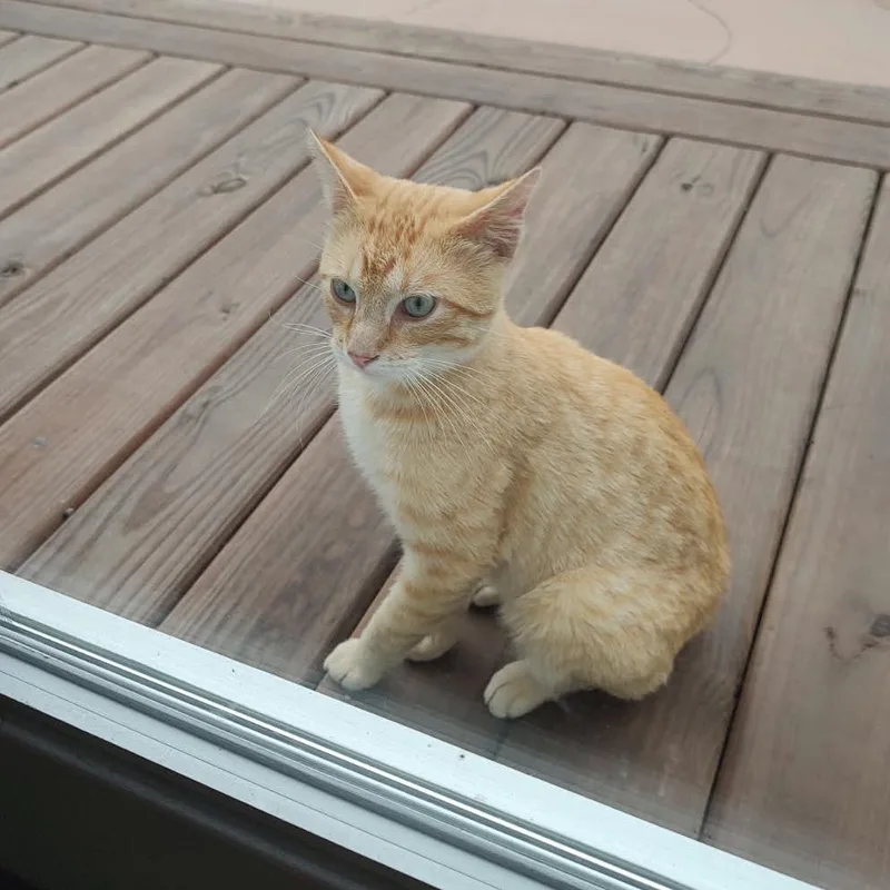 A young small-sized male Orange / Red Domestic Short Hair cat named Tango for adoption in Rochester, MN