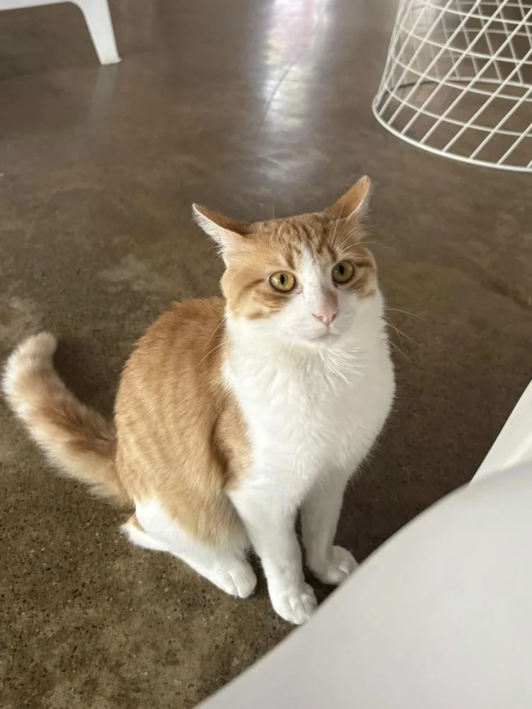 An adult medium-sized male Domestic Short Hair cat named Creamsicle for adoption in Ferndale, MI