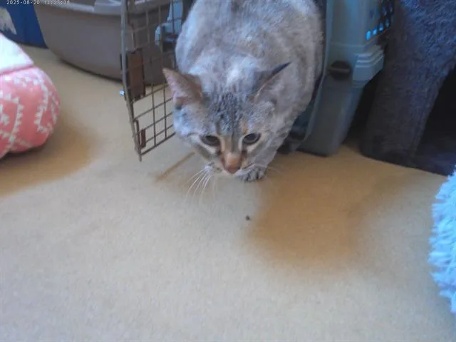 An adult extra large-sized female Domestic Short Hair cat named Si for adoption in Chula Vista, CA