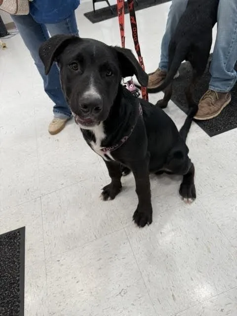 A young medium-sized male Black Mixed Breed dog named Chase for adoption in Hobbs, NM