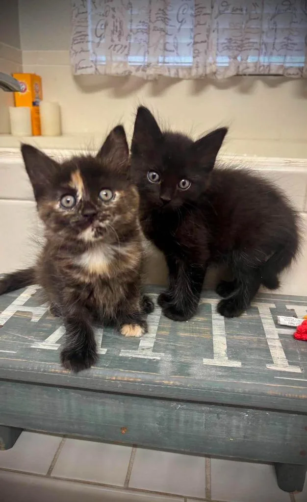 A baby small-sized female Domestic Long Hair cat named Waffles for adoption in Sebastian, FL