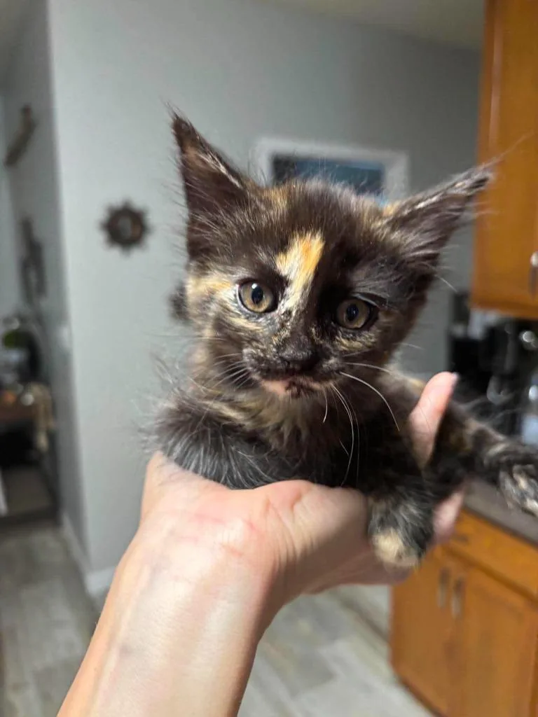 Waffles thumbnail 5