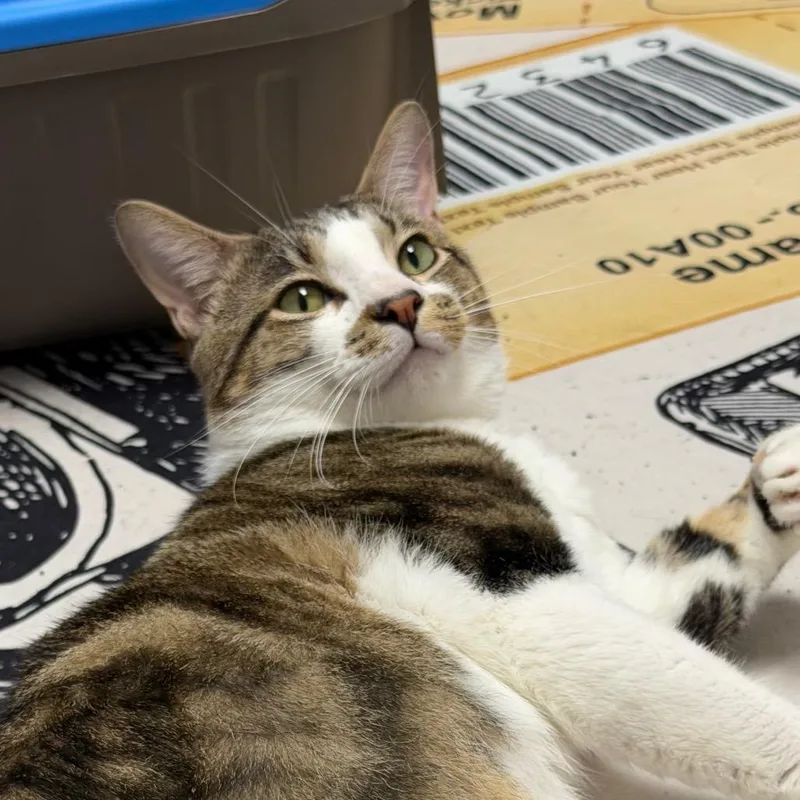 An adult small-sized male White Domestic Short Hair cat named Tomfoolery for adoption in Wichita, KS