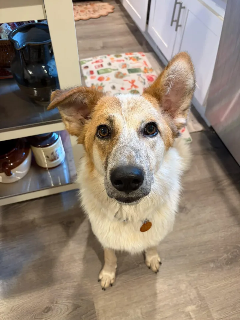 A young medium-sized female Merle (Red) Australian Cattle Dog / Blue Heeler dog named Adriana for adoption in lynnwood , WA