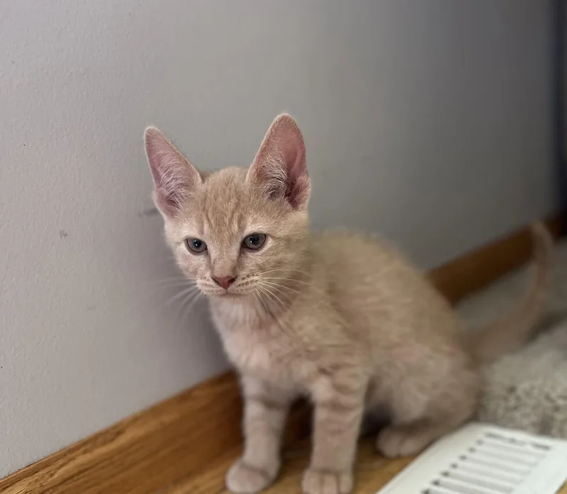 Dobby
