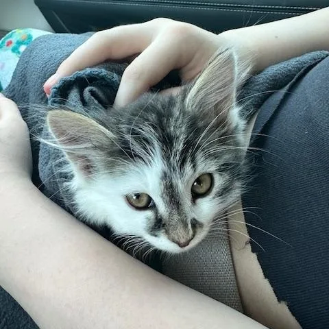A baby medium-sized male Gray & White Domestic Long Hair cat named Jalapeno for adoption in East Lansing, MI