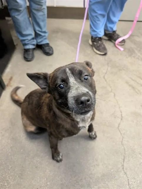A young large-sized female Australian Cattle Dog / Blue Heeler dog named Nannette for adoption in Tucson, AZ
