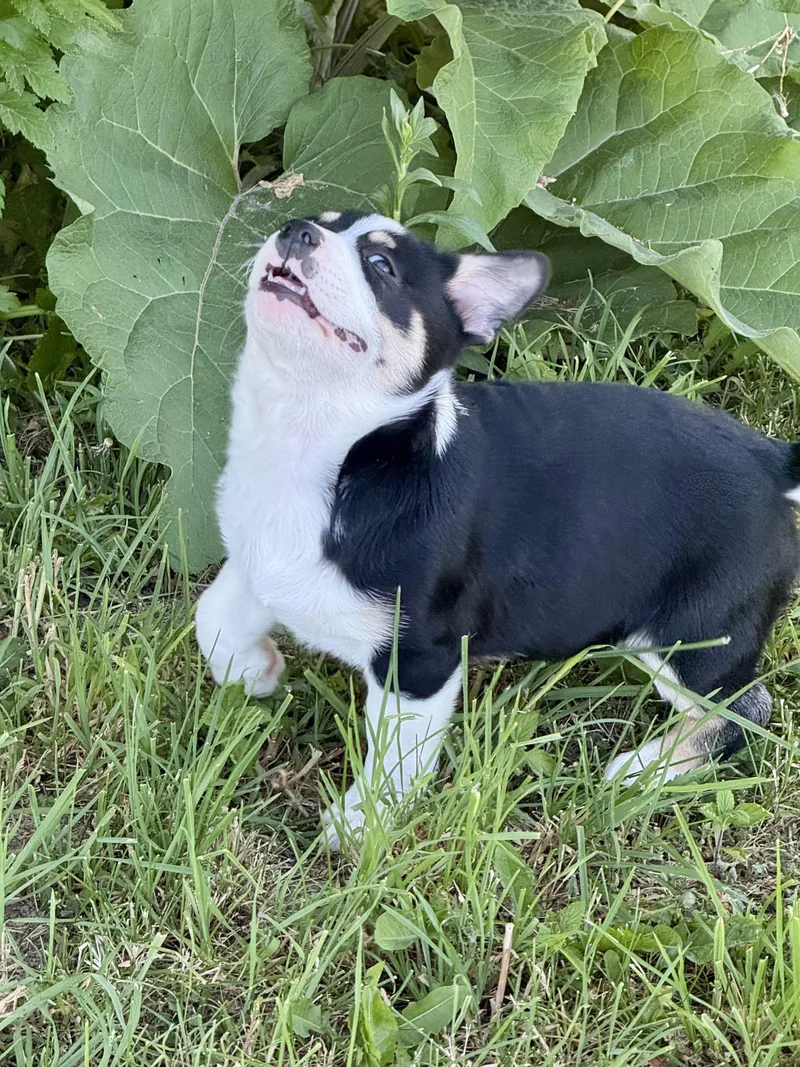 Daphne