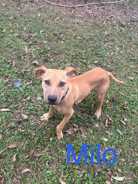 A young medium-sized male Labrador Retriever dog named Milo for adoption in Zimmerman, MN