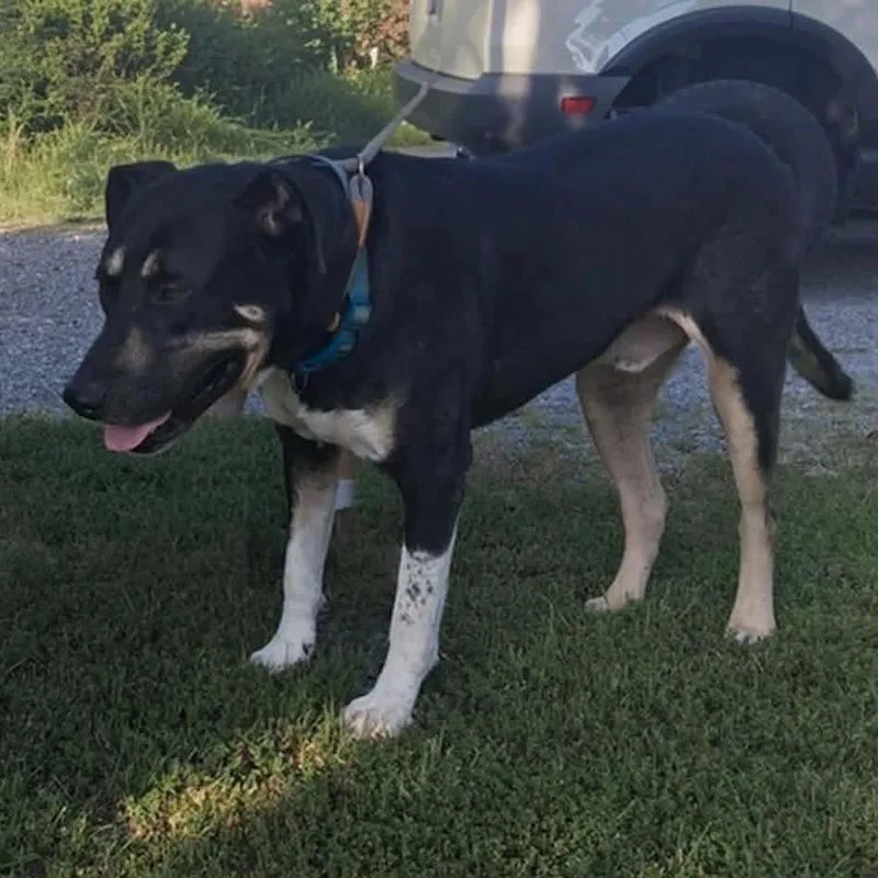 An adult extra large-sized male Rottweiler dog named Rugger for adoption in Hackett, AR