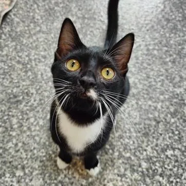 A young small-sized male Domestic Short Hair cat named Buck Cluck for adoption in Voorhees, NJ