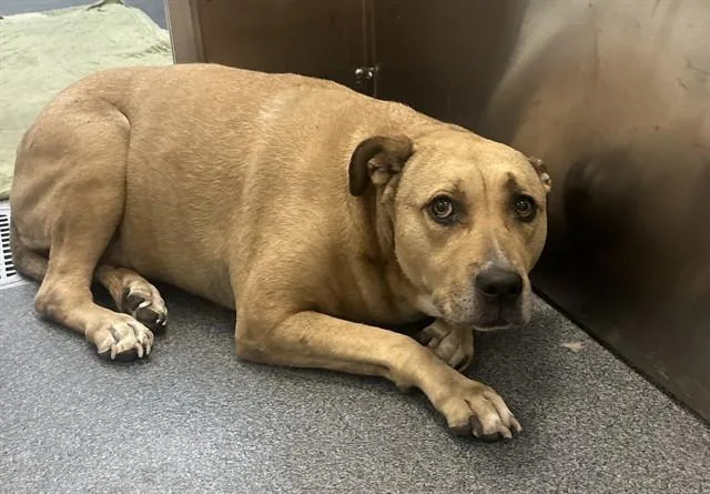 An adult large-sized female Mixed Breed dog named Bambi for adoption in Dallas, TX