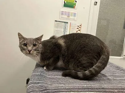 An adult large-sized male Gray / Blue / Silver Domestic Short Hair cat named Luis for adoption in Kansas City, MO