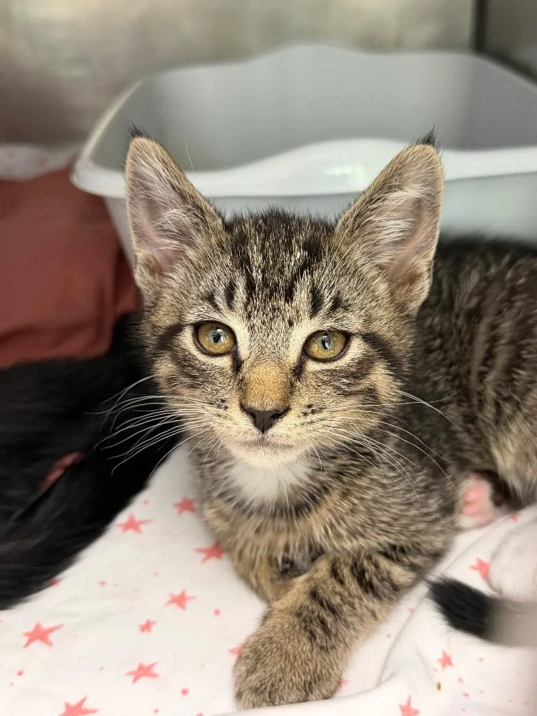 A baby medium-sized male Domestic Short Hair cat named Matey for adoption in Pomona, NY