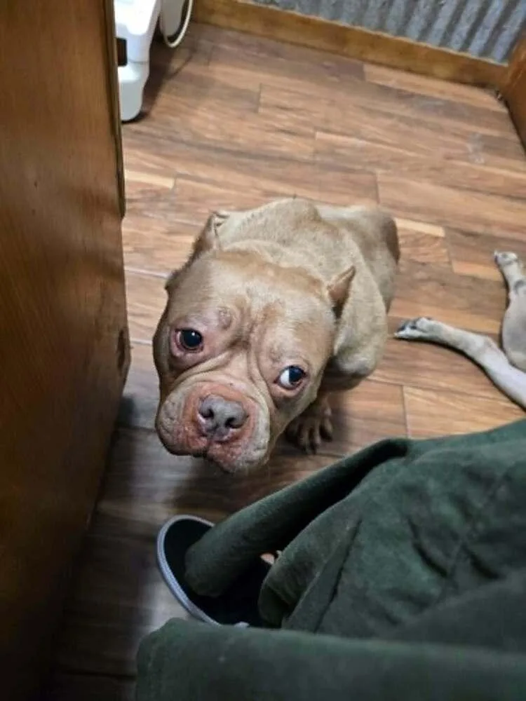 An adult medium-sized female Pit Bull Terrier dog named Luna for adoption in New York, NY