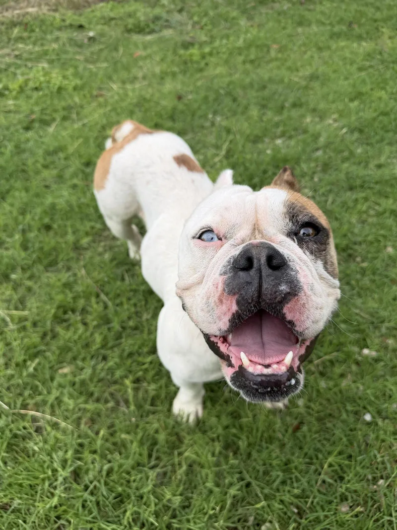 An adult medium-sized female English Bulldog dog named Maple for adoption in Monticello, NY