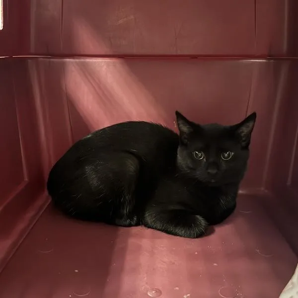 A young small-sized male Domestic Short Hair cat named Onyx for adoption in Des Moines, IA